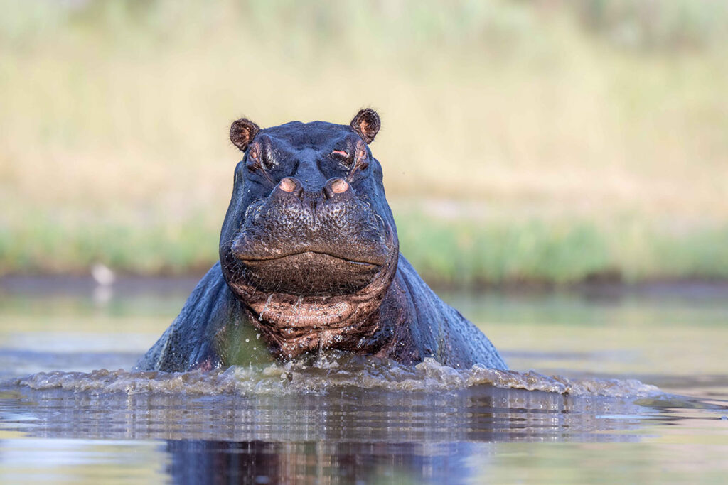 Duba-Luxury-In-the-Wild