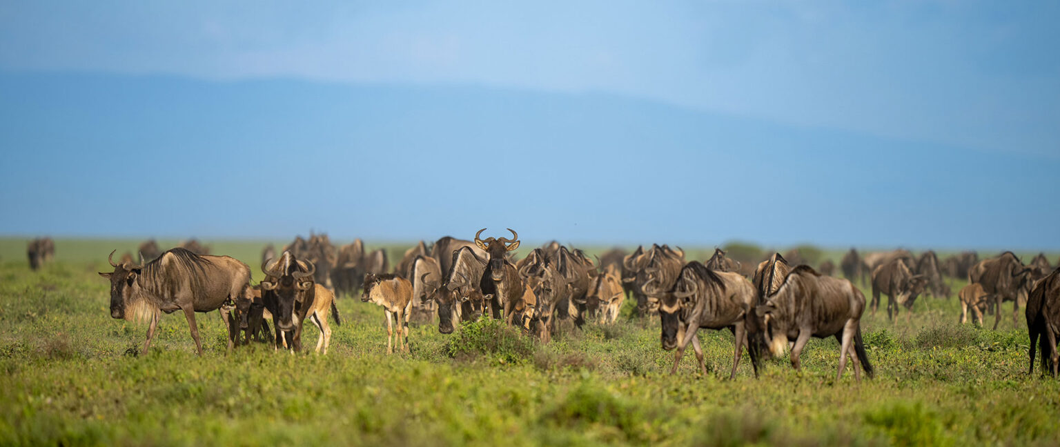 Witnessing-the-Great-Migration-header