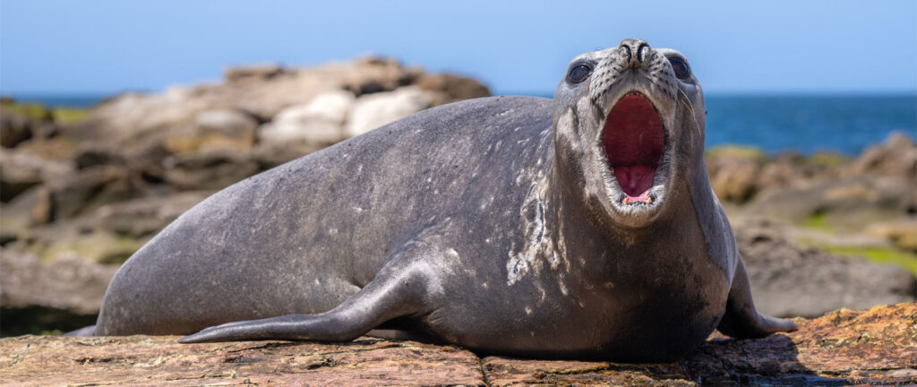 Header-Coastal-JW_AR_Patagonia_Patagonia-Azul_Tombo