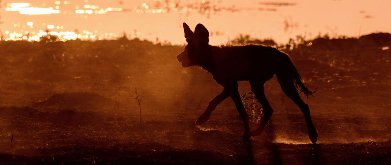 Mana-Pools-Blog-Header