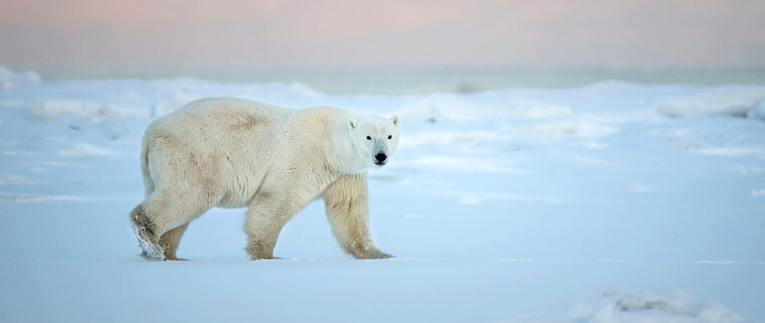 Exploring-Churchill-and-Canadian-Arctic-header