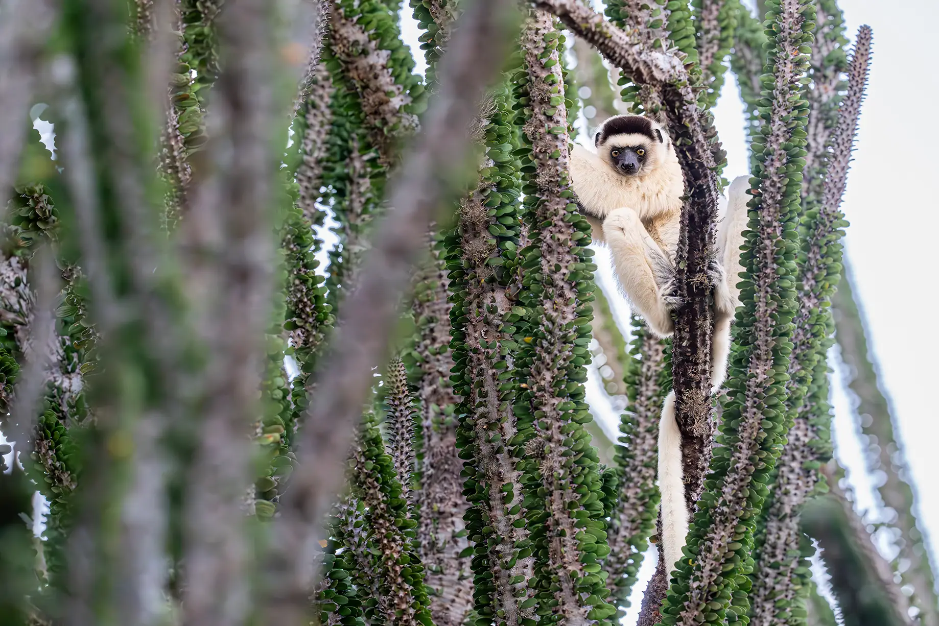 Spiny Tree Spiny Forest - Rewild Safaris