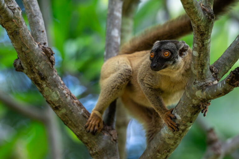 JW_MG_2025_May_Anjajavy_Common Brown Lemur