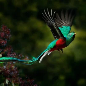 Costa Rican bird in flight.