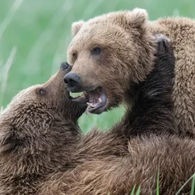 JW_Alaska_Lake-Clark_Playing-Bears