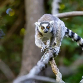 JW_MG_2025_May_Ifotaka_Ring Tailed Lemur 2