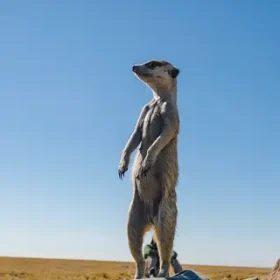 Meerkat-experience_Thumb
