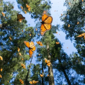 Monarchs_Mexico Monarchs_Mexico