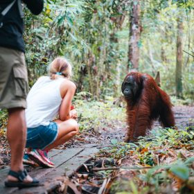 Tourist have a close encounter with wild Orangutan in Borneo